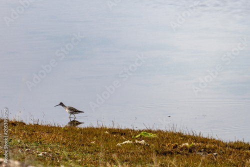 Принти на полотні Gaspesie, Canada, 31 May 2026 : A shorebird wades in shallow water near a grassy bank with visible litter