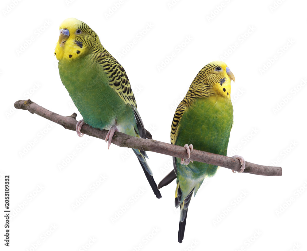 Fototapeta premium Bright parrots on branch against white background. Cute pet