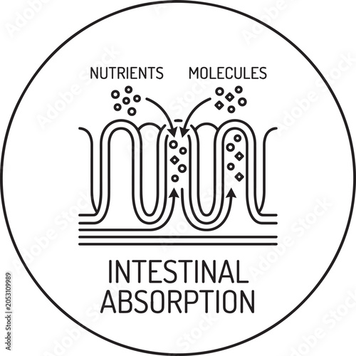 Plakat Intestinal absorption diagram with nutrients and molecules Vector