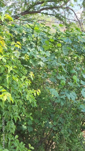 Freshly Pruned Chaya Branch Falling Down Slow Motion Effect