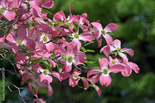 ハナミズキの花
