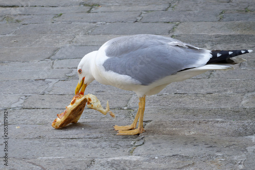 Close-up of a large yellow-legged gull eating a stolen leftover slice of Italian pizza on a stone pavement in Venice, Italy