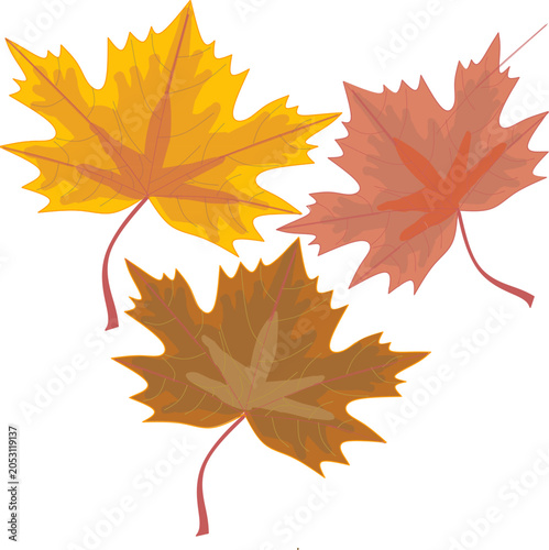 autumn maple leaves
