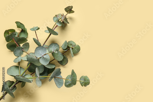 Green eucalyptus branch on ...
