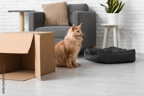 Fotografie Maine Coon cat near cardboard box at home