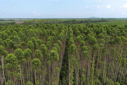 Tableau sur toile Drone aerial panorama of eucalyptus trees growing in a managed industrial planta