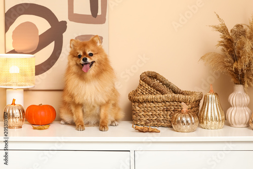 Cute Pomeranian dog with pu...