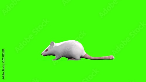 4k White albino house mouse idle loop side view animation isolated on Green Screen, 3D mus musculus rodent mice attention standing rendering on chroma key, video for your rhymes, stories