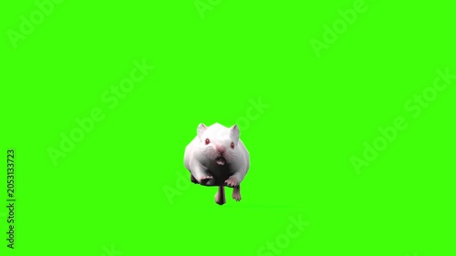 4k White albino house mouse with red eyes run loop front view animation isolated on Green Screen, 3D mus musculus rodent mice fast running rendering on the chroma key, video for your rhymes, stories