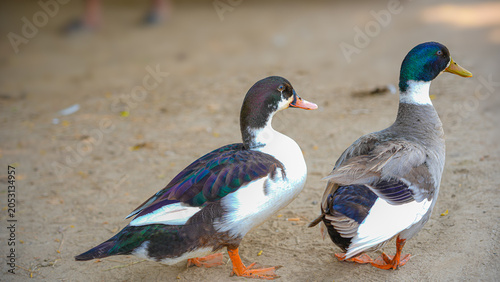Photography Two ducks stand side-by-side on the ground, one with striking black and white plumage and the other a mottled brown, appearing curious and alert