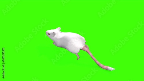 4k White albino house mouse with red eyes run loop back view animation isolated on Green Screen, 3D mus musculus rodent mice fast running rendering on the chroma key, video for your rhymes, stories
