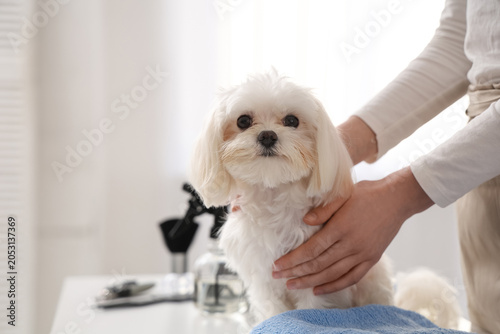 Female groomer taking care ...