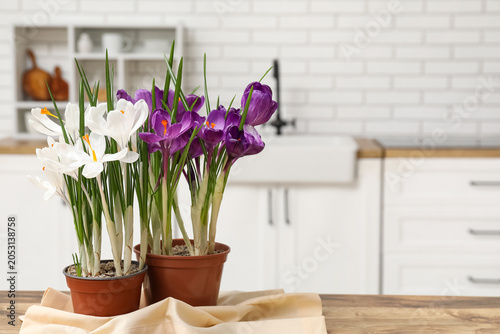 Pots with beautiful crocus ...