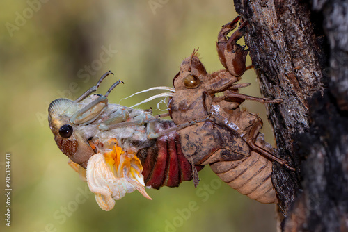 A Double Drummer cicada emerging during the day