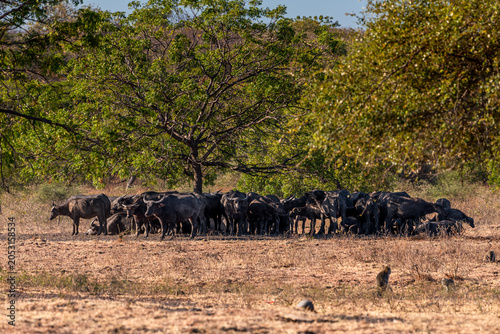 Fotografia The water buffalos Bubalus bubalis or domestic buffalos is a large bovid native to the Indian subcontinent, Southeast Asia and China