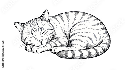 Fotografie Sleeping Tabby Cat Drawing, Cozy Feline Resting, Peaceful Animal Sketch