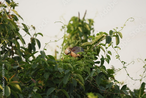 Lesser Whistling Duck