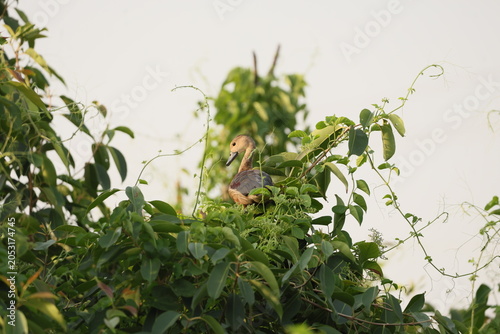 Lesser Whistling Duck