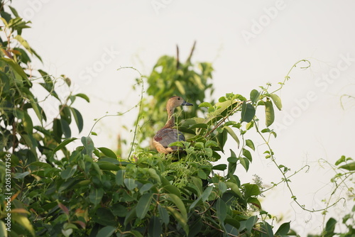 Lesser Whistling Duck