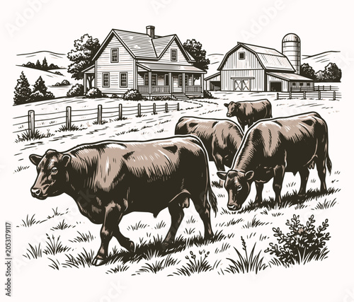 Angus Cattle in Farm Vector Illustration