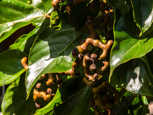 Canvas Print A detailed view of the Hovenia dulcis, commonly known as the Japanese Raisin Tree, showcasing its unique swollen peduncles against a backdrop of vibrant green leaves and a bright blue sky
