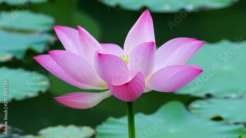 Elegant pink lotus flowers bloom against lush green lily pads creating a serene floral display