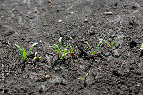 Fresh spinach seedlings sprouting with slender green leaves in a kitchen garden.