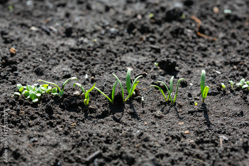 Fresh spinach seedlings sprouting with slender green leaves in a kitchen garden.