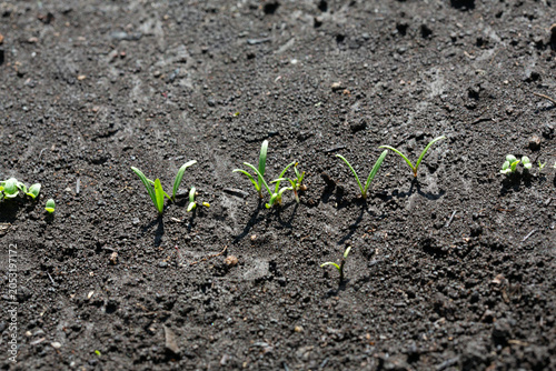 Fresh spinach seedlings sprouting with slender green leaves in a kitchen garden.