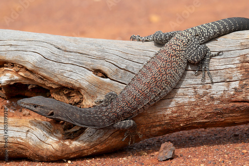 Bild auf Leinwand Australian Black-headed Monitor or goanna