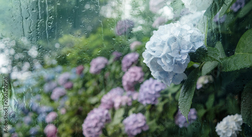 Photos 6月、梅雨、滴に濡れた窓越しの紫陽花に降る雨の背景　梅雨前線・天気・季節・日本