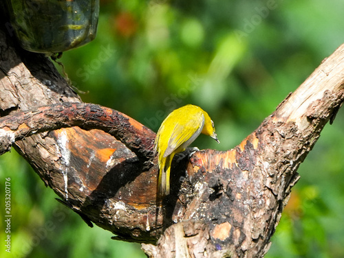 close up of Swinhoe's White-eye