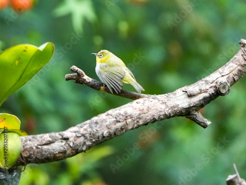 close up of Swinhoe's White-eye