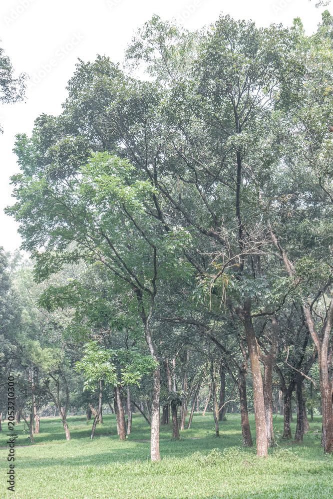 Obraz premium Layered forest corridor creates a restorative meditation setting. Quiet trunks with soft greenery evoke therapeutic outdoor calm. Natural depth supports mindfulness wellness relaxation campaigns