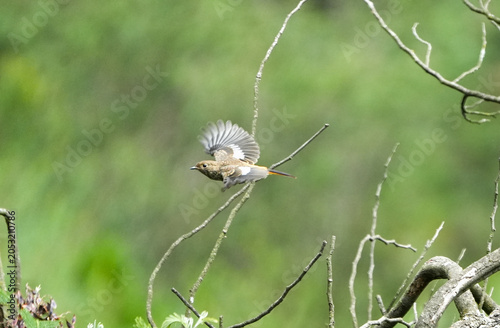 Daurian Redstart
