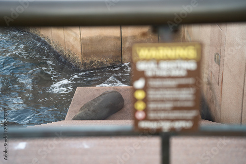 A wild fur seal resting peacefully on concrete steps near the water in Sydney Harbour, seen through a fence with an out-of-focus warning sign in the foreground