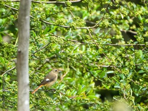Daurian Redstart