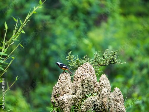 Daurian Redstart
