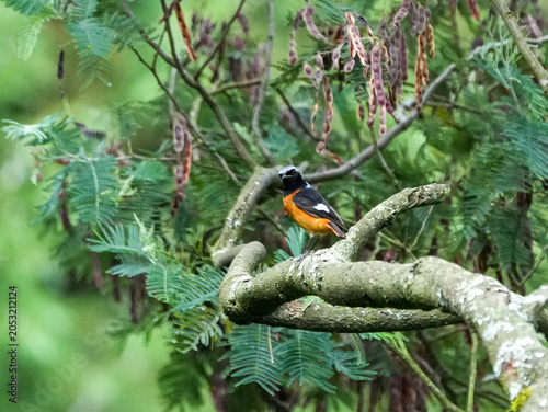 Daurian Redstart