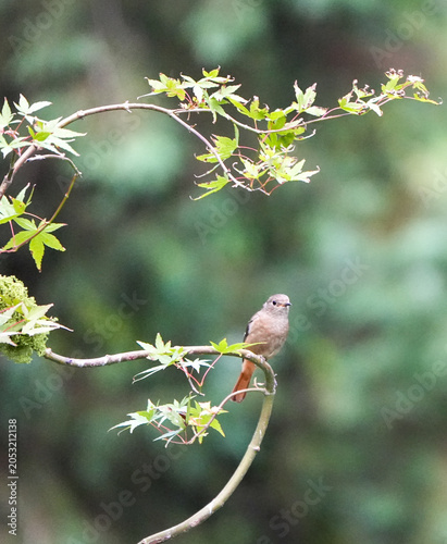 Daurian Redstart