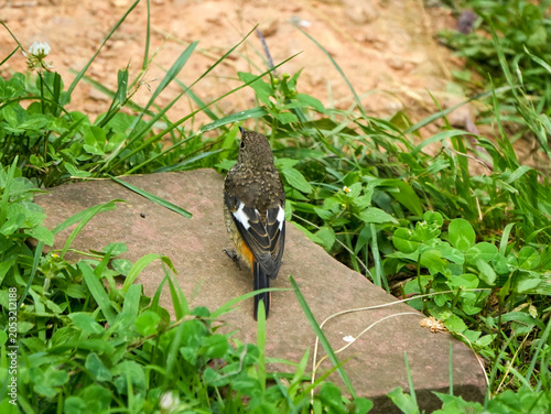 Daurian Redstart