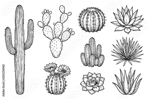 Black and white cactus vector set, hand drawn line art illustration