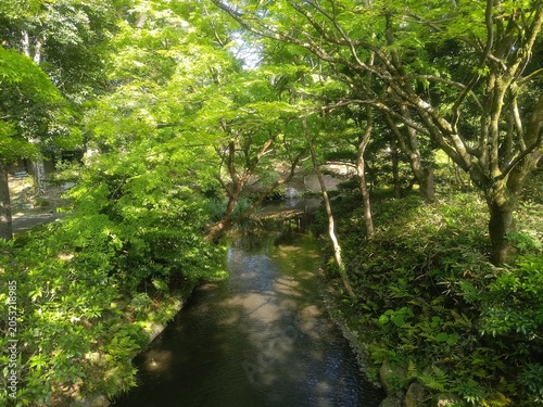 緑に囲まれた静かな日本庭園の池