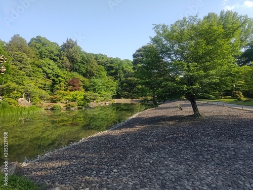 松の木が映える静かな庭園の池