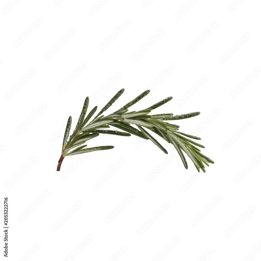 Fototapeta premium A single sprig of rosemary 