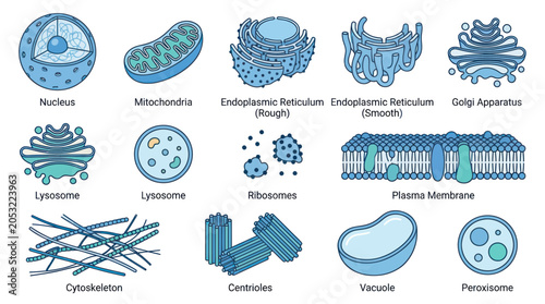 Foto Animal Cell Organelles: Nucleus, Mitochondria, ER, Golgi, Lysosomes, Ribosomes,