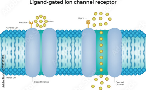 Ligand-gated ion channel receptor illustration