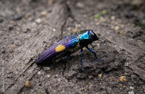 Fotografía a jewel beetle with an iridescent blue and purple metallic body and a distinctive yellow spot on its wing is crawling on the rough, earthy ground