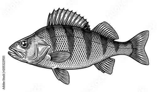 Картината върху платно Antique perch fish engraving vector illustration with detailed etched line art i