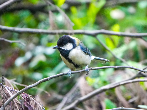 Great Tit